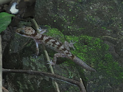 Cyrtodactylus cattienensis
