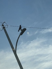 Corvus brachyrhynchos