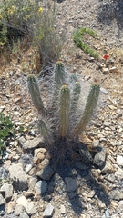 Eulychnia breviflora