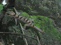 Cyrtodactylus cattienensis