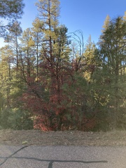 Acer grandidentatum