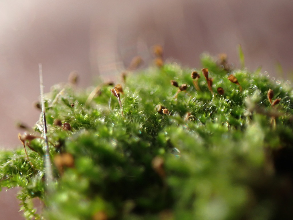 Fabronia ciliaris