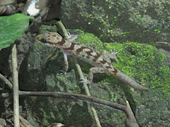 Cyrtodactylus cattienensis