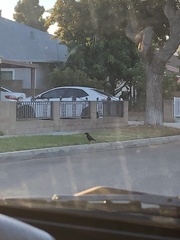 Corvus brachyrhynchos