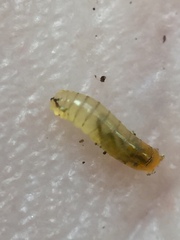 Phytoliriomyza tearohensis