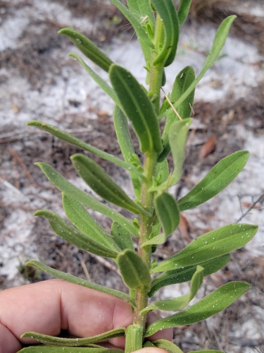 Image of Chrysopsis delaneyi by (c) Jay Horn, some rights reserved (CC BY)