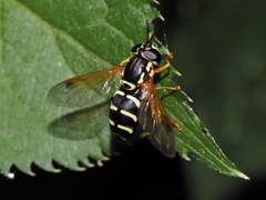Chrysotoxum festivum