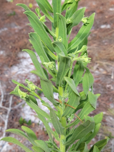 Image of Chrysopsis delaneyi by (c) Jay Horn, some rights reserved (CC BY)