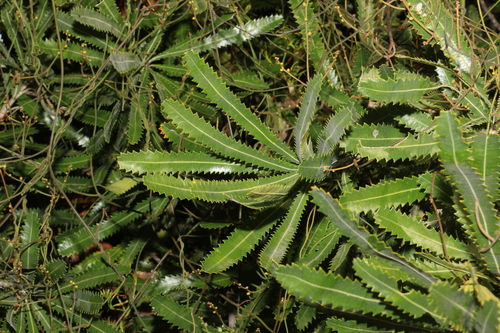 Image of Banksia aemula by (c) Greg Tasney, some rights reserved (CC BY-SA)