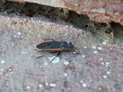 Melacoryphus lateralis