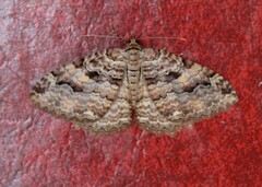 Triphosa haesitata