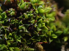Syntrichia pagorum