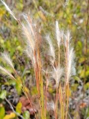Andropogon floridanus