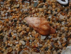 Nodopelagia brazieri