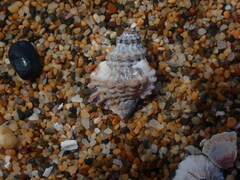 Turritriton labiosus