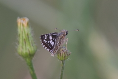 Burnsius orcynoides
