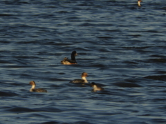 Podiceps occipitalis