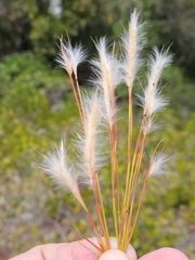 Andropogon floridanus