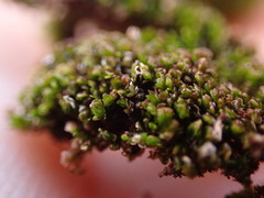 Frullania inflata