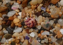 Cantharidella picturata