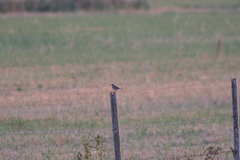 Ammodramus humeralis