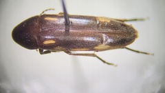 Dircaea liturata