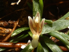 Image of Maxillaria macleei