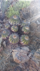 Copiapoa echinoides