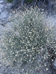 Bebbia juncea aspera