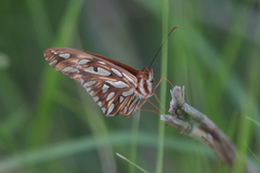 Dione vanillae maculosa