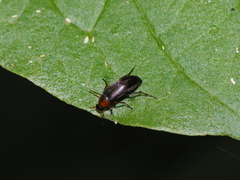 Anaspis