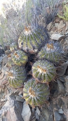 Copiapoa echinoides