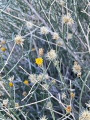 Bebbia juncea aspera