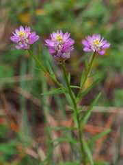 Polygala curtissii