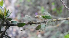 Pultenaea humilis