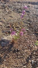 Stachys grandidentata