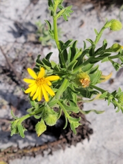 Chrysopsis delaneyi