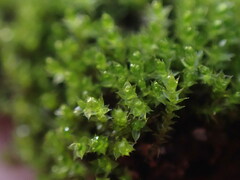 Bryum dichotomum