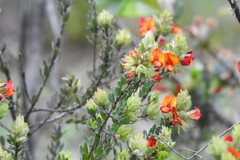 Pultenaea humilis