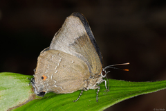 Parrhasius orgia