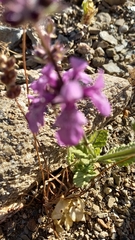Stachys grandidentata