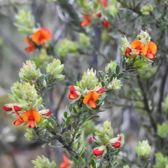 Pultenaea humilis