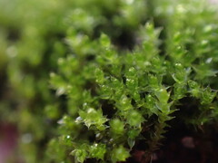 Bryum dichotomum