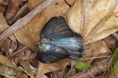 Parrhasius orgia