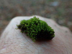 Bryum dichotomum