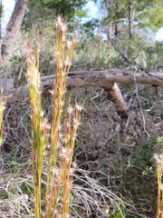 Andropogon floridanus
