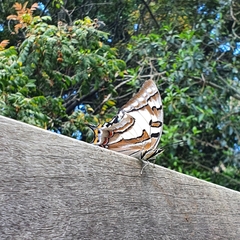 Charaxes sempronius