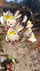 Alstroemeria leporina