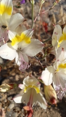 Alstroemeria leporina