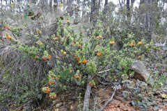 Pultenaea humilis